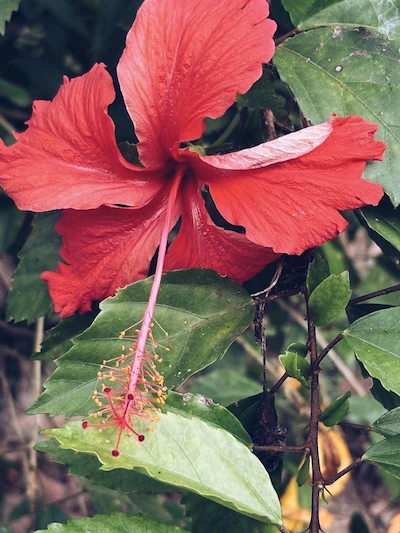 indivudualna sensa Krupan plan crvenog hibiskusa s izraženim tučkom i prašnicima, okružen zelenim listovima u prirodnom okruženju.